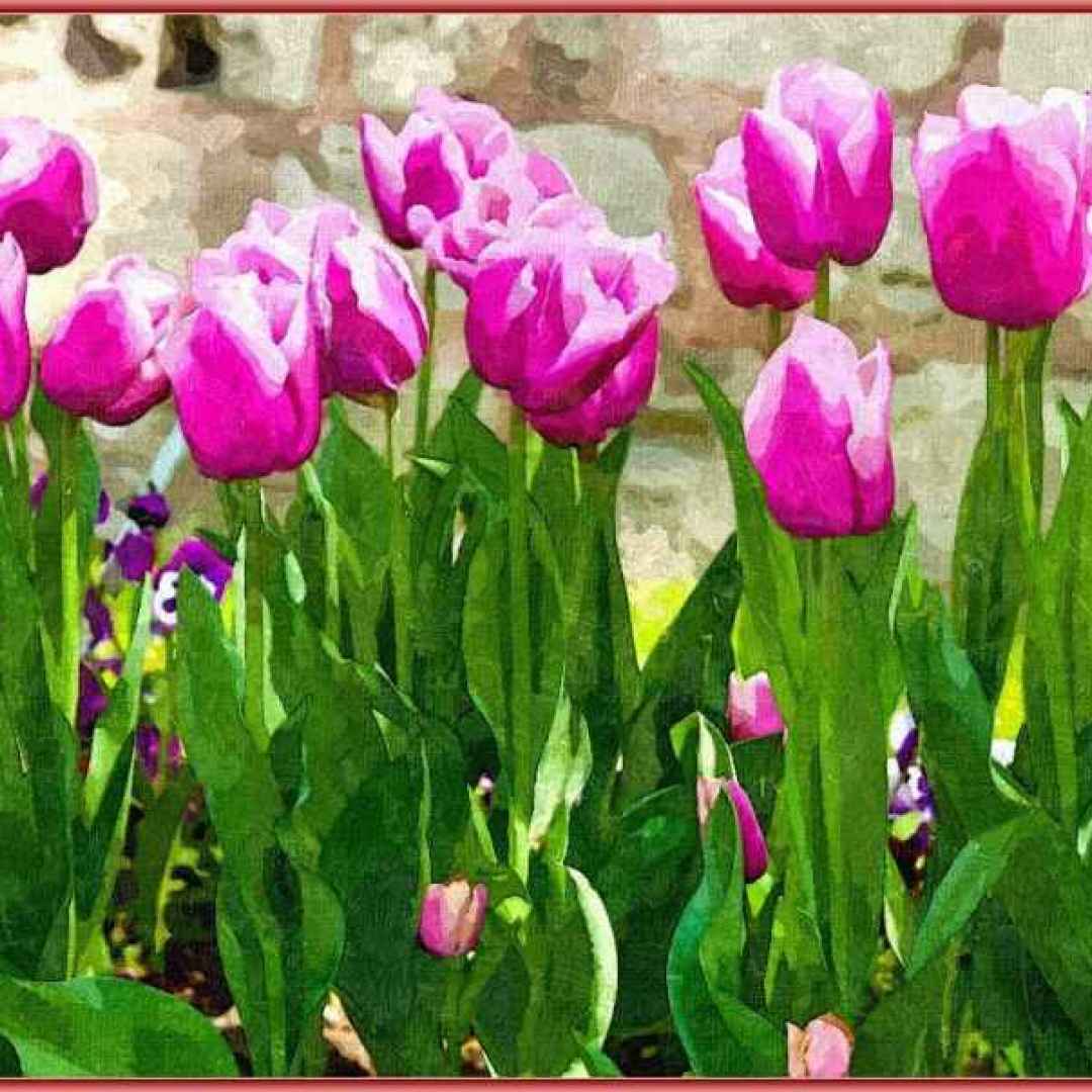 fiore  tulipa  turchia  botanica