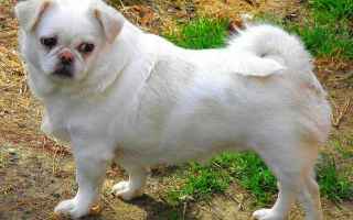 Animali: cane  obesità  veterinario