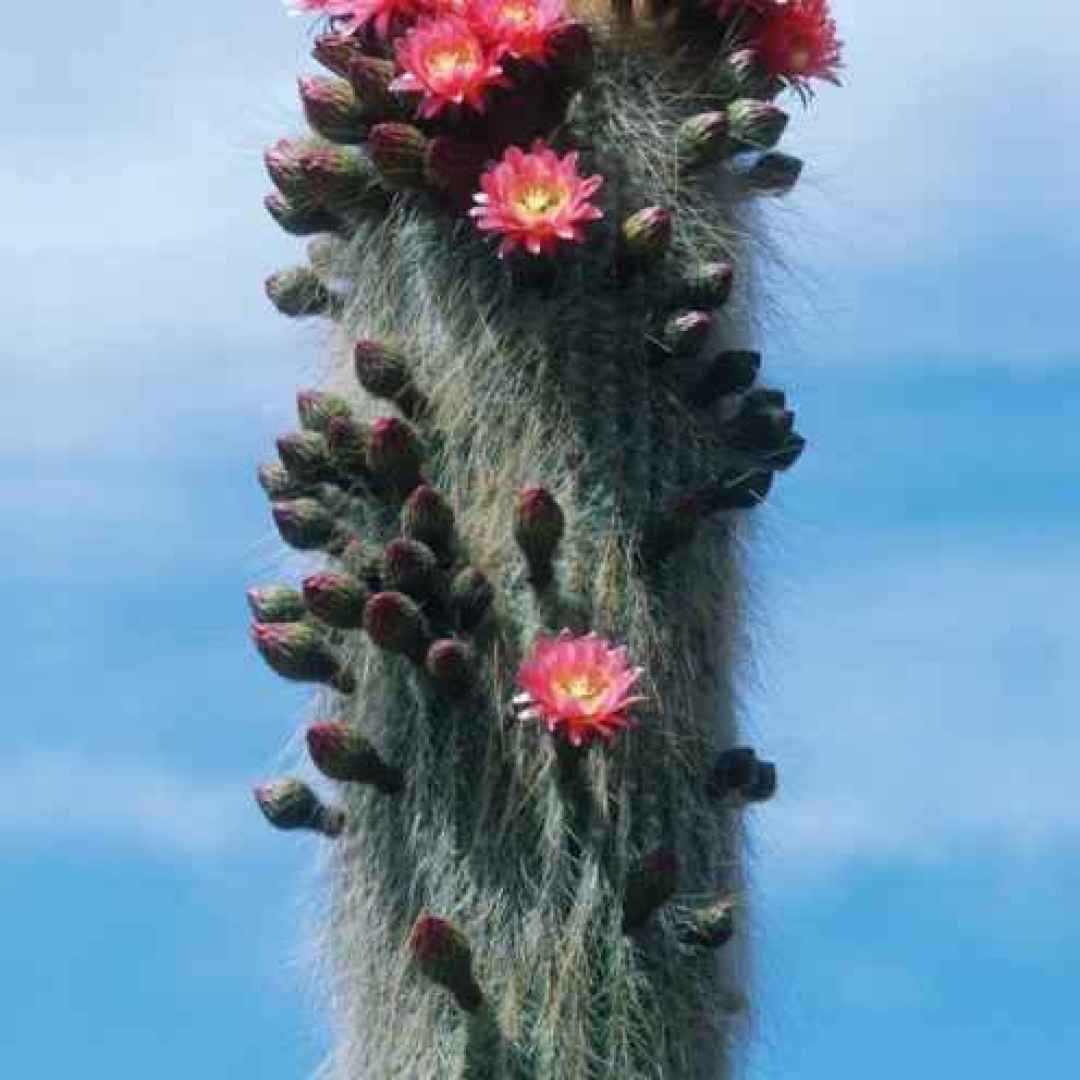 cactus  foto  mania
