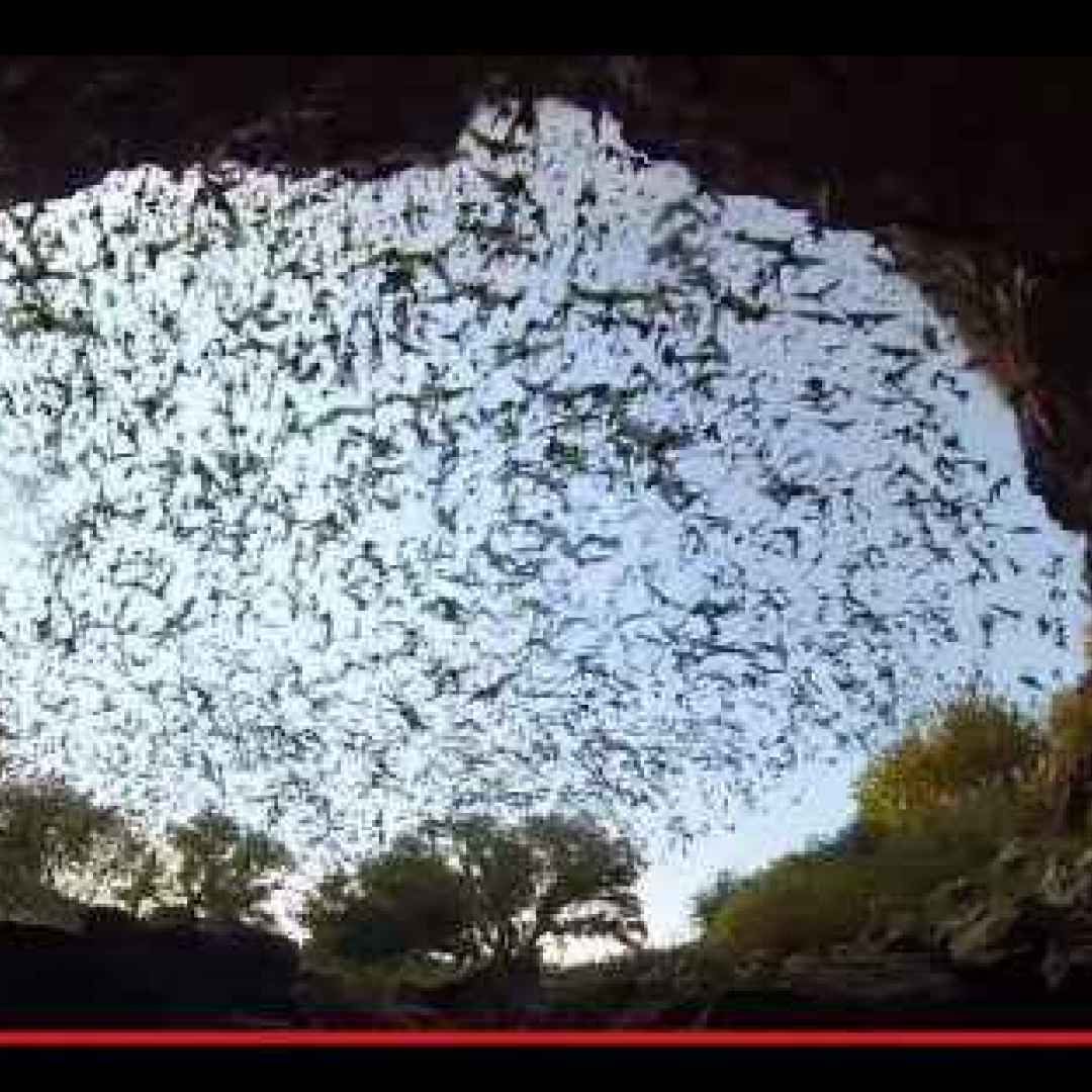 animali  pipistrelli  texas  caverne