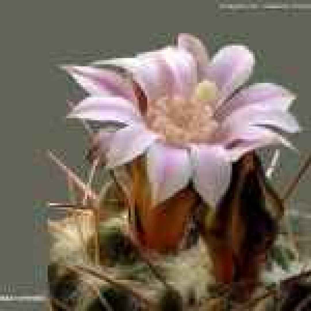 fedeltà  fiori di cactus  immagini