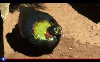 Animali: animali  uccelli  tibet  nepal  india