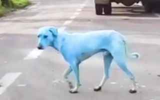 Animali: animali  cani  india  mumbai