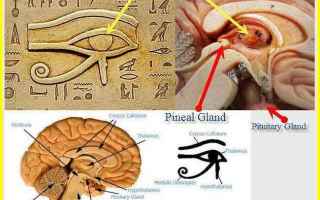https://diggita.com/modules/auto_thumb/2017/08/25/1605765_Ancient-Egypt-and-the-Pineal-Gland_thumb.jpg
