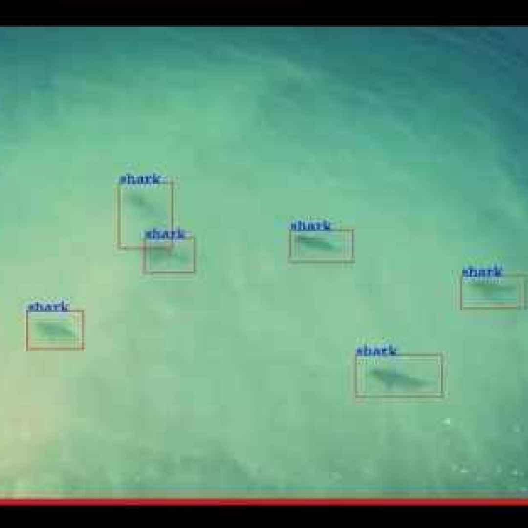 droni  squali  australia  ambiente