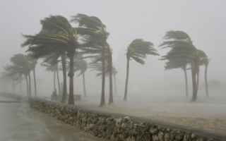 palme  uragani  radici  venti