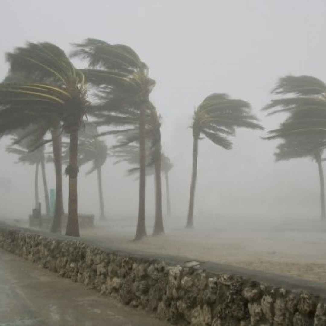 palme  uragani  radici  venti