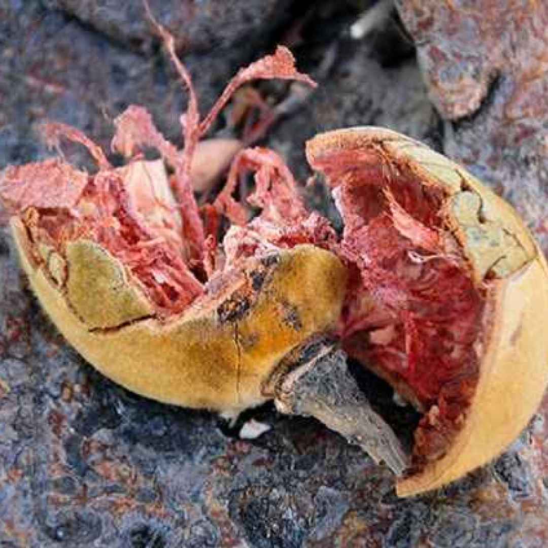 integratori  microbiota  baobab  hadza