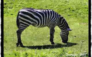 Cultura: elaborazioni grafiche  zebra  strisce