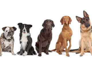Animali: cani  cane  pets  dog  dogs  quiz