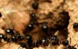 Ambiente: formiche  eleminare  rimedi