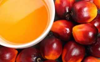 olio di palma  grassi saturi  cancro