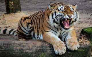 Psiche: interpretazione sogni  sognare tigre