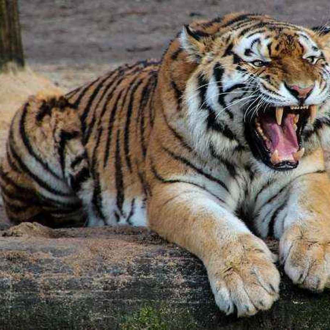 interpretazione sogni  sognare tigre