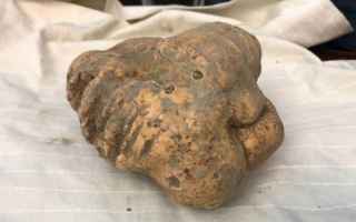 Trovato un tartufo di 600 grammi nei pressi di un borgo in Basilicata