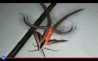 Animali: animali  insetti  lepidotteri  falene