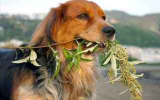 Animali: cane  veterinario  insufficienza renale