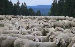 Cagliari: pastore  gregge  pecore  sardegna