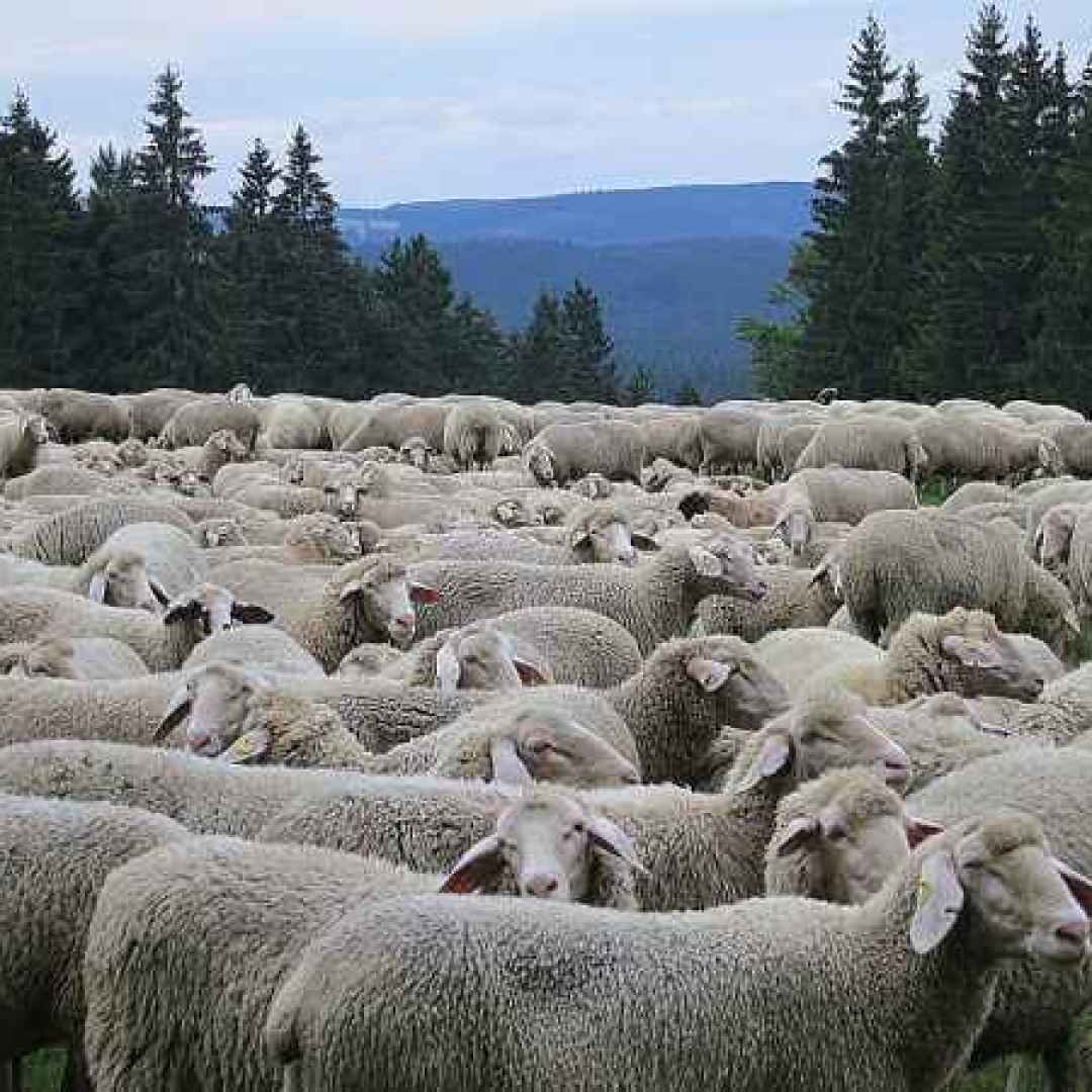 pastore  gregge  pecore  sardegna