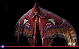 Animali: animali  insetti  lepidotteri  falene