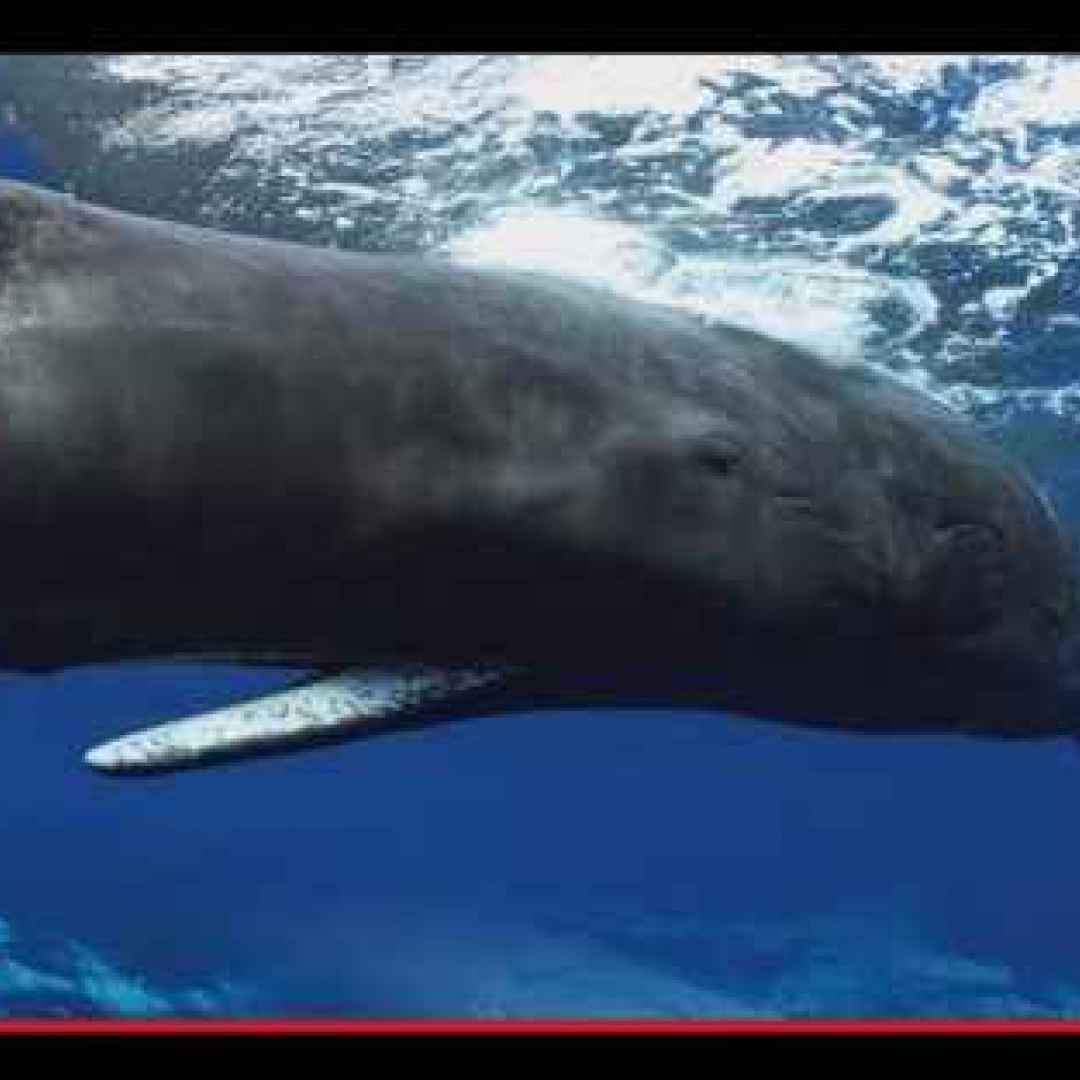 animali  mammiferi marini  balene