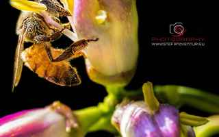 ispirazioni  fotografia  macro  insetti