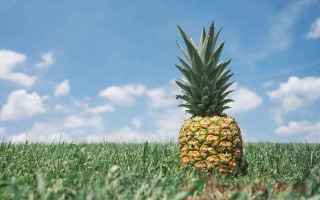 L’Ananas viene spesso inserito nelle diete ma questa volta si tratta proprio dell’alimento princ