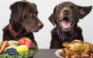 alimenti cani  cane