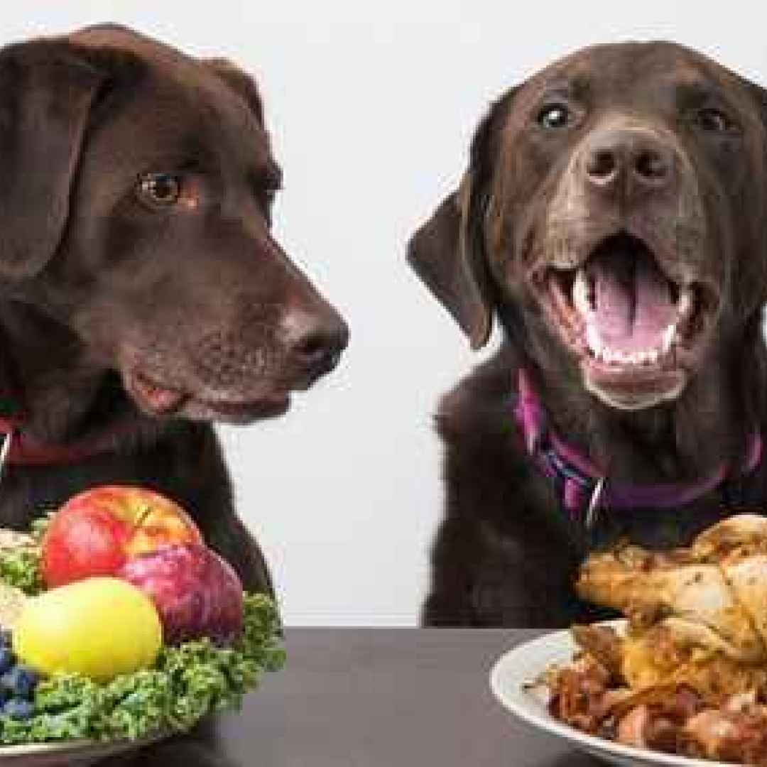 alimenti cani  cane