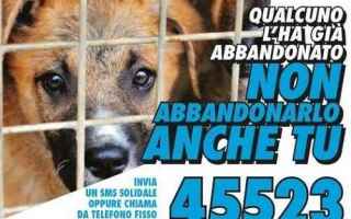 Animali: cani  cani randagi  animali  sms  donazione
