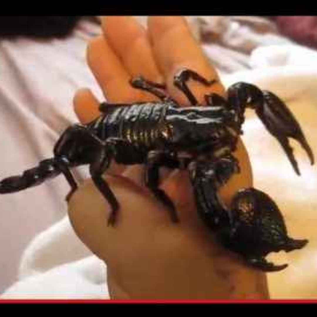 animali  aracnidi  scorpioni  terrario
