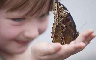 Medicina: epidermolisi bollosa  bambini farfalla