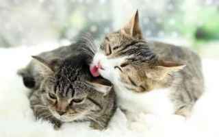 Animali: gatto  alimenti gatti  cibo umido gatto