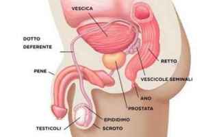 Medicina: prostata  prostatite  infezioni prostata