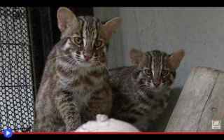 Animali: animali  felini  gatti  giappone