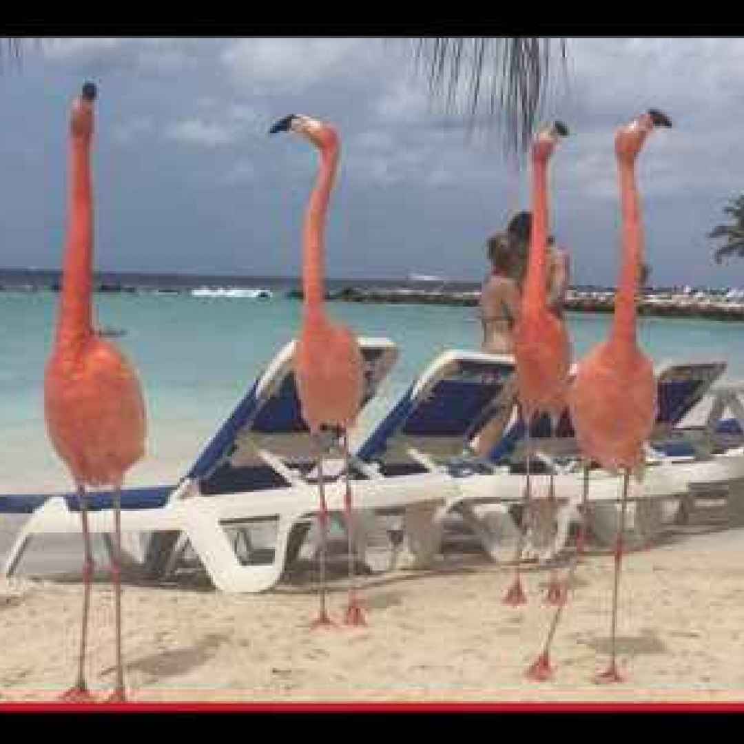 animali  uccelli  aruba  sudamerica