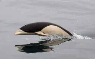 animali  cetacei mammiferi marini