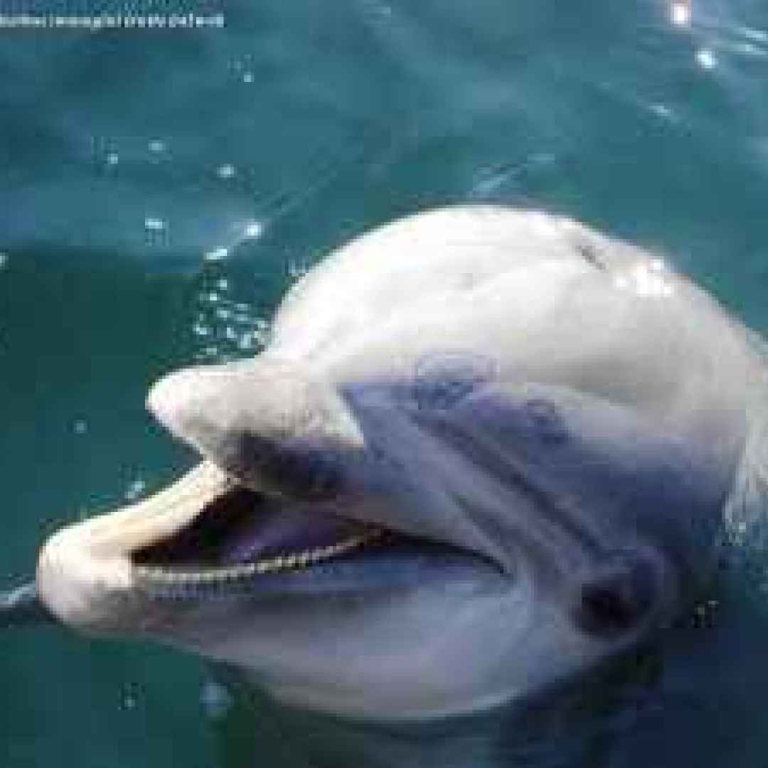 biosonar  branco  cetacei  delfini