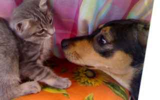 Animali: cane  gatto  animali  assicurazioni