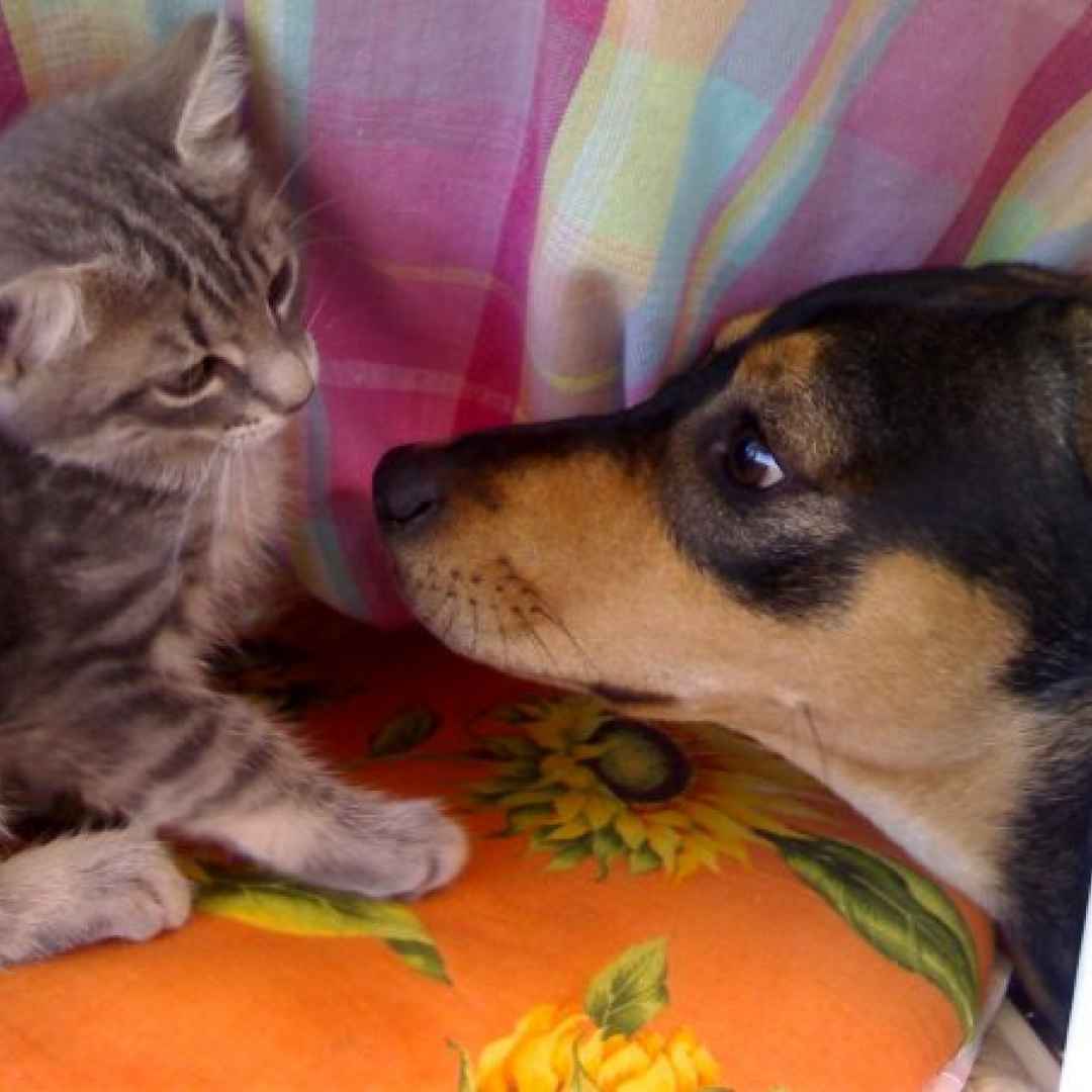 cane  gatto  animali  assicurazioni