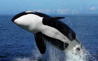 L’Orca protagonista di questo video, ha 16 anni e vive in cattività presso il Marinelad Aquarium 