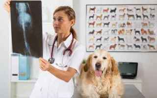 Animali: cane  artrosi  artrite  displasia anca
