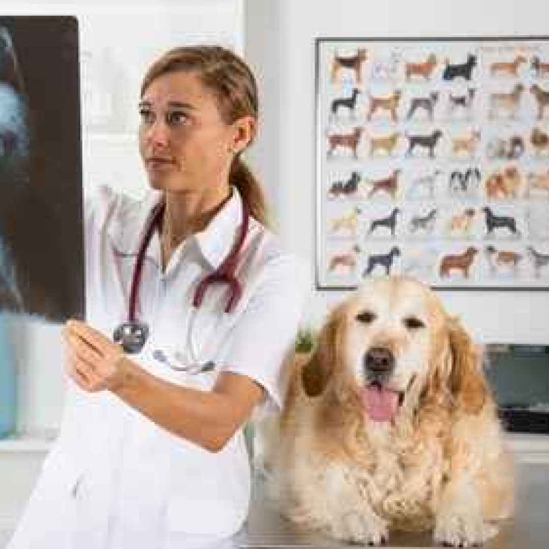 cane  artrosi  artrite  displasia anca