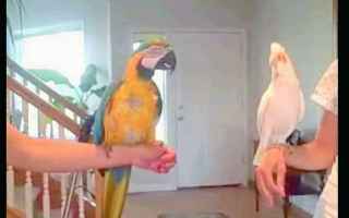 Animali: pappagalli ballerini  pappagalli  what is love  haddaway