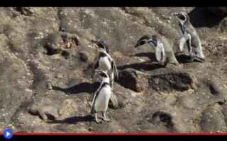 Animali: animali  uccelli  pinguini  natura