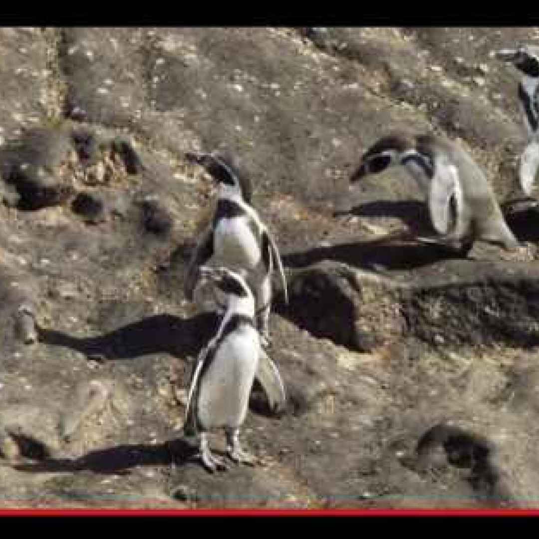 animali  uccelli  pinguini  natura