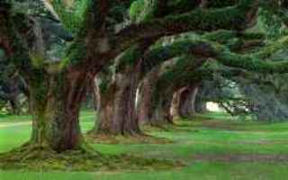 Giardinaggio: alberi  crescita  dimensioni  specie