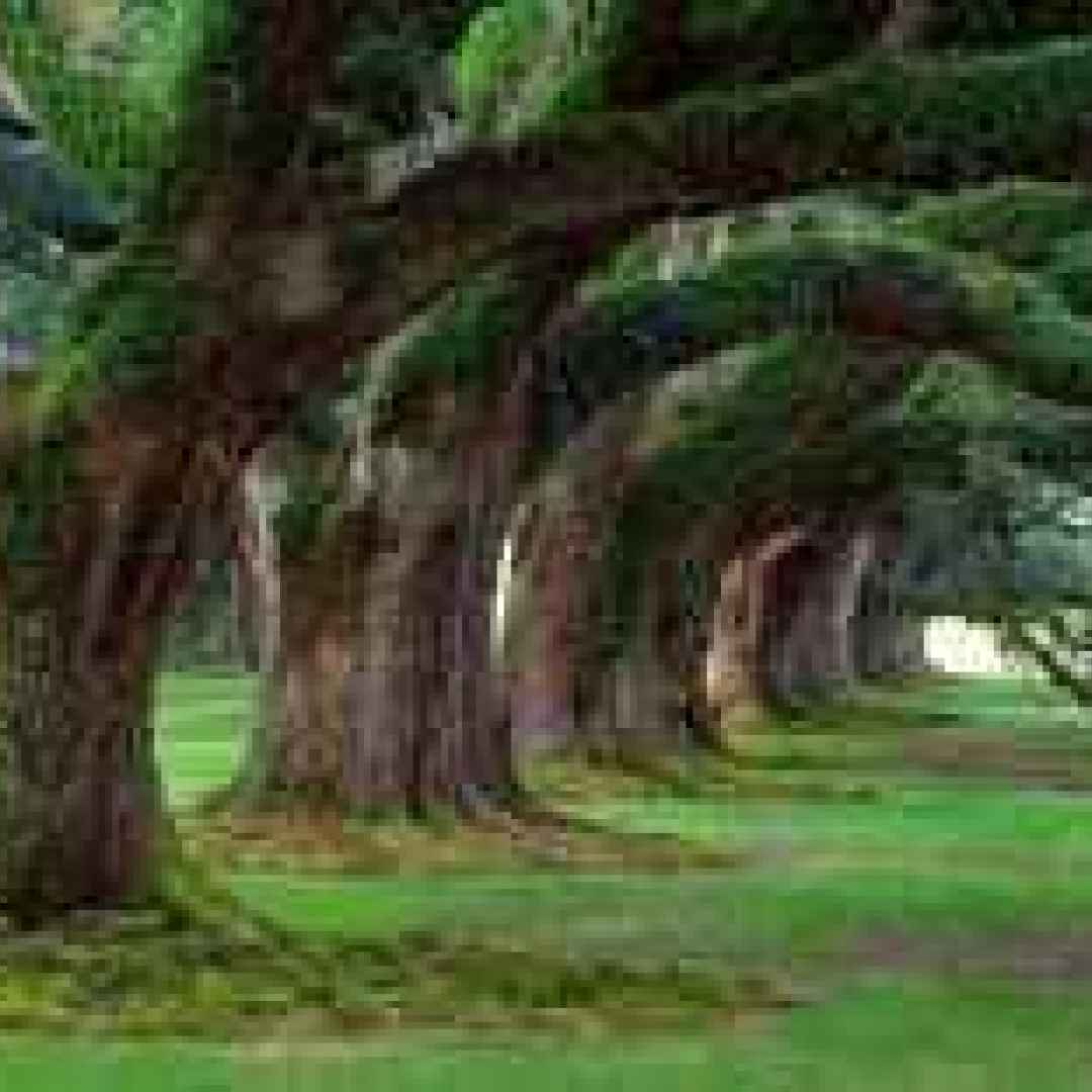 alberi  crescita  dimensioni  specie