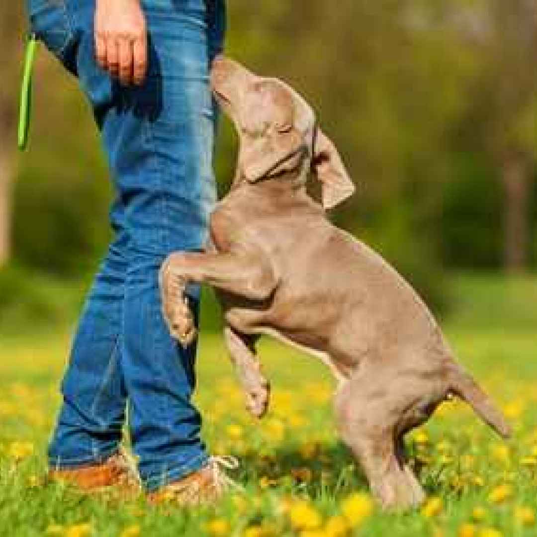 cane  addestramento