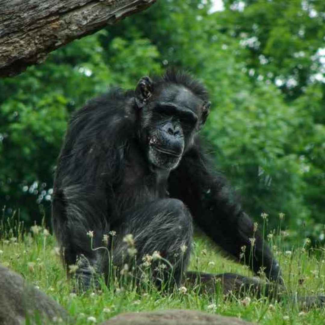 ricerca  scienza  scimpanzé  bonobo